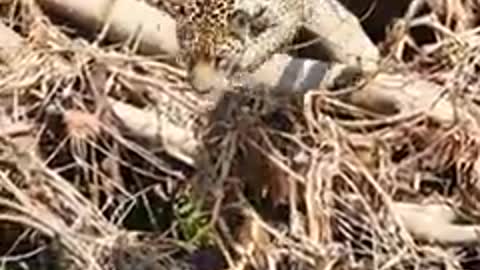 Leopard trapped in well gets so exhausted swimming 🙏