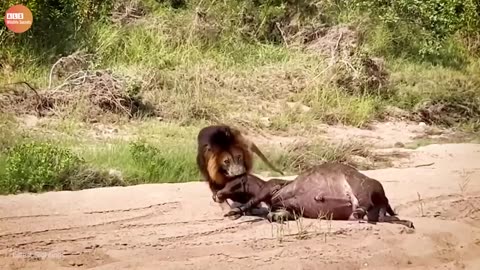 Wild Buffalo protecting the baby from a lion