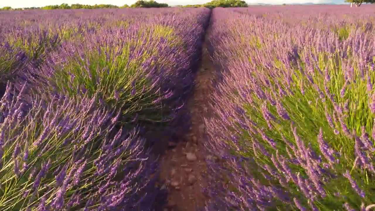 Lavender Fields France 4K Video Ultra HD _ Cinematic Travel Video _ Nature 4K