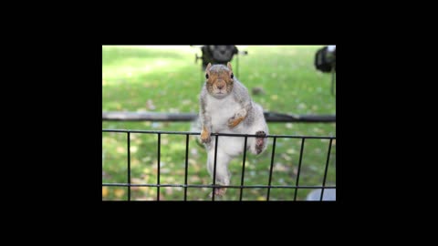 Squirrel Meme