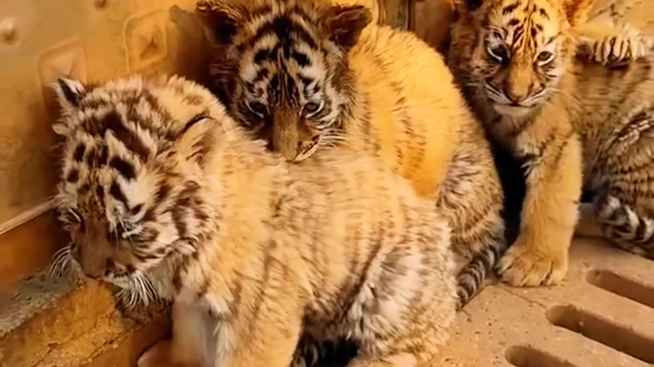 Tiger Cubs❤️❤️