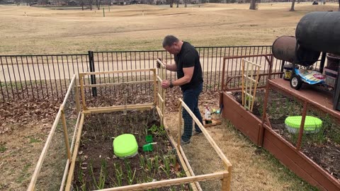 Planting Snow Peas and Green Beans