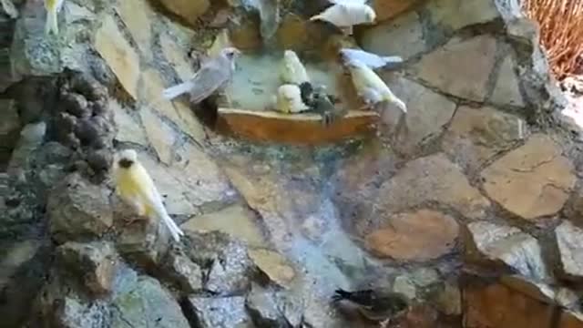 Funny funny birds