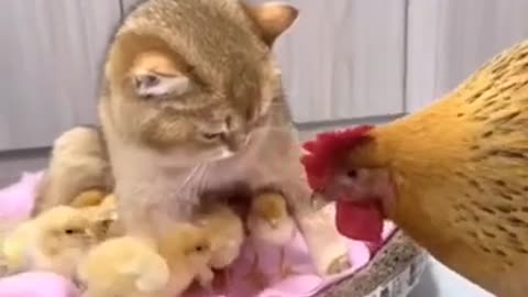 Cat very funny video