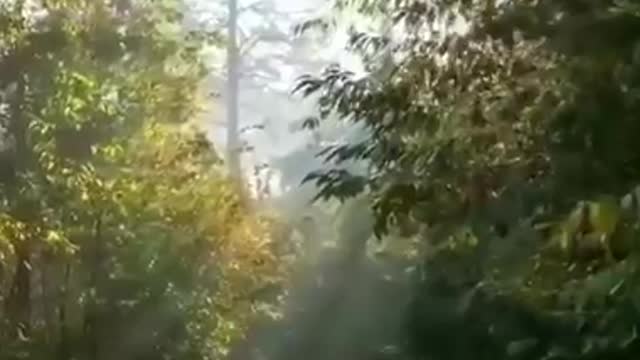 Beautiful nature in the morning