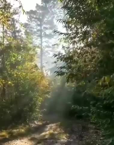 Beautiful nature in the morning