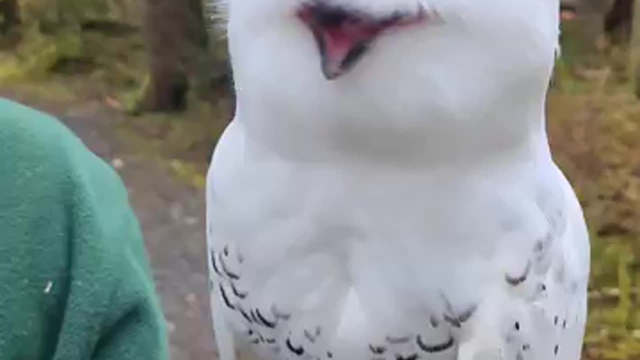 Snowy OWls Facial Disc