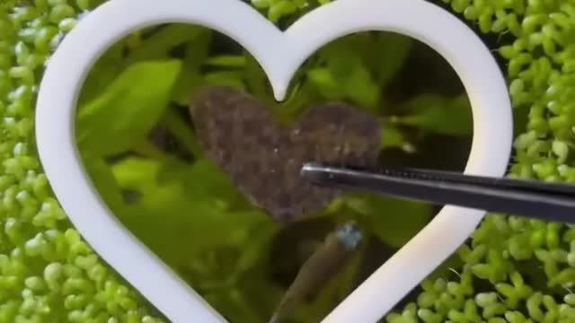 Am I giving my Fish a Shower? 🚿