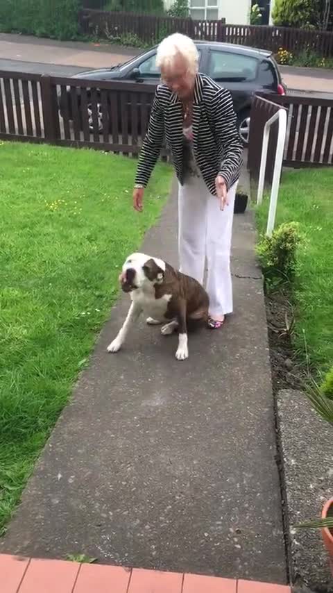 Pit Bull no puede contener la emoción al regreso de su dueño