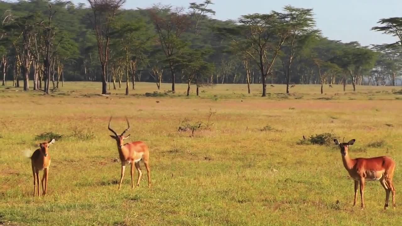 Tallbucks on the Grassland