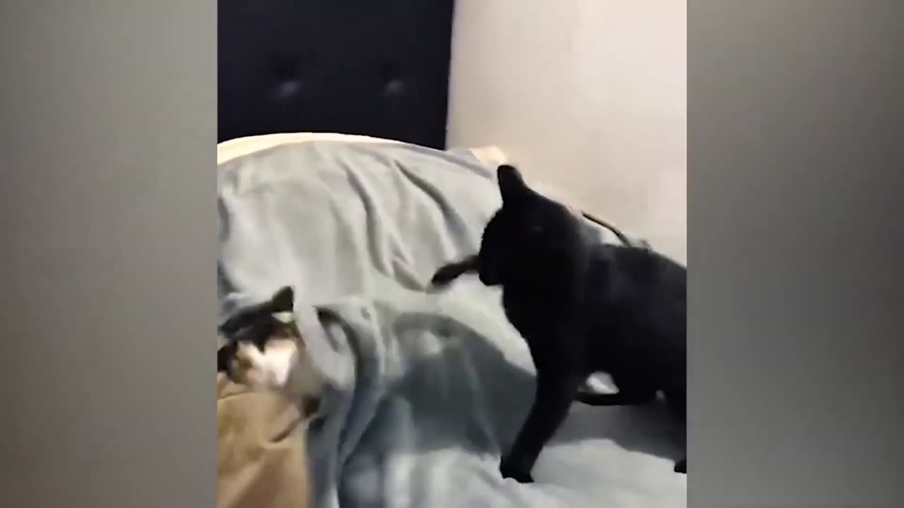 Animals video