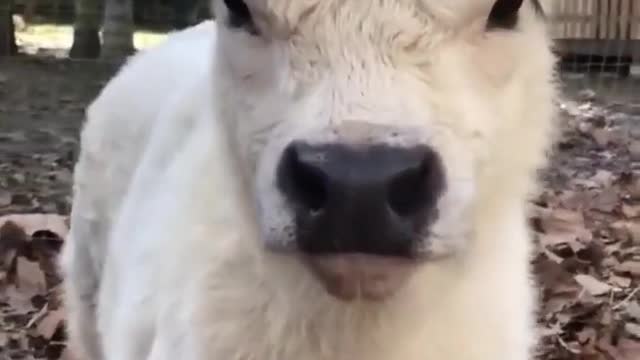 Cute baby cow