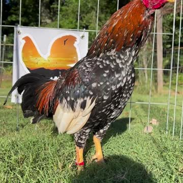 Spangled Boneyard Farm Alabama