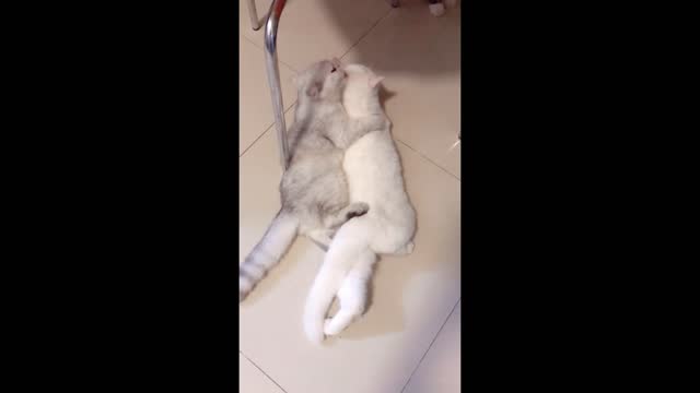 The cat couple is very loving, you are envious, right?