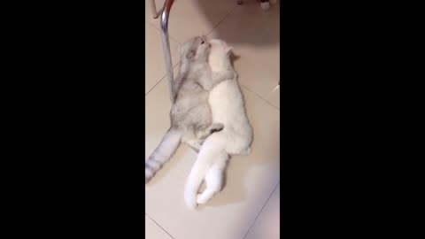 The cat couple is very loving, you are envious, right?