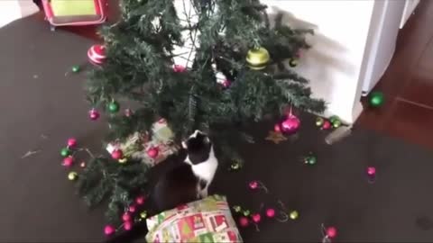 Funny dogs and cats at christmas