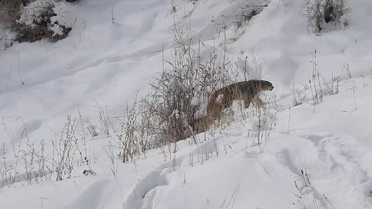 Remember the rescued snow leopard?