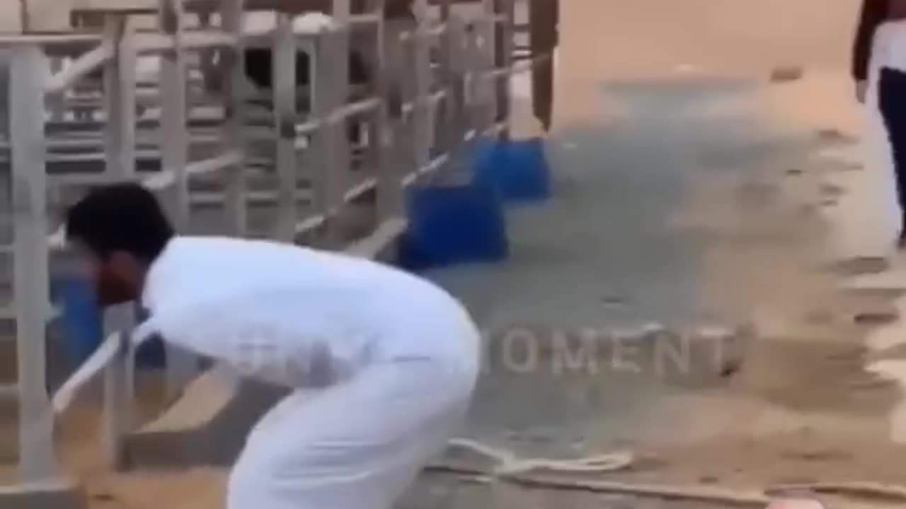 Animal funny video -try not to laugh