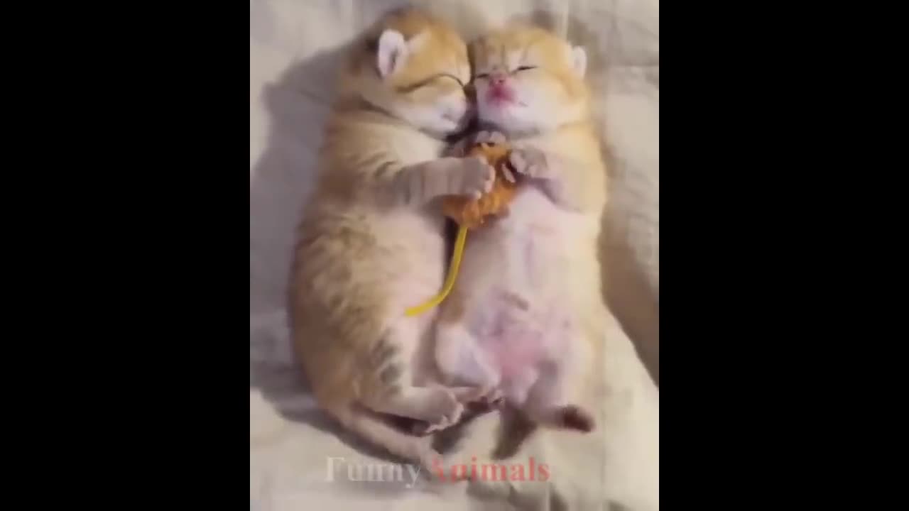 11:08 NOW PLAYING WATCH LATER ADD TO QUEUE So many cute kittens videos compilation