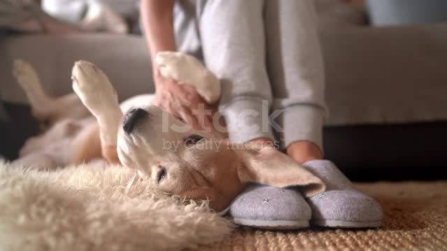 Nice dog that plays with its owner