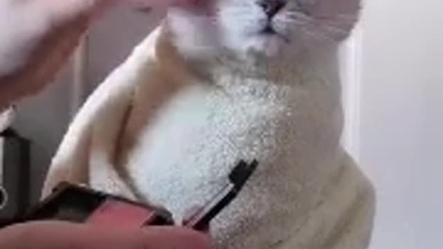 funny cat