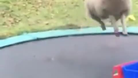 Bouncing Sheep