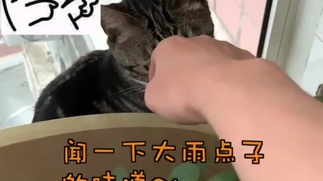 FUNNY CAT