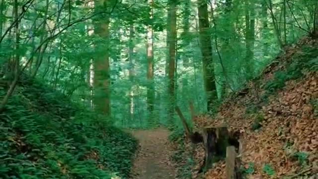 Into the forest