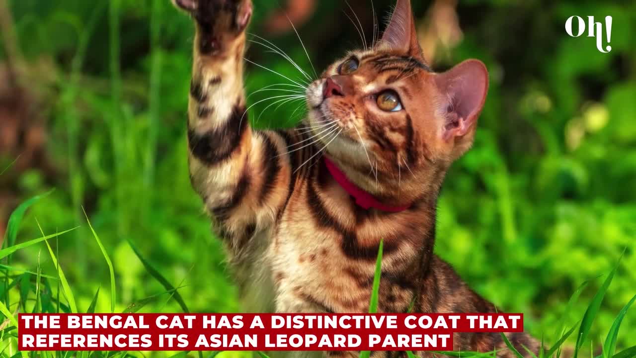 Cat breeds with insanely beautiful coats revealed