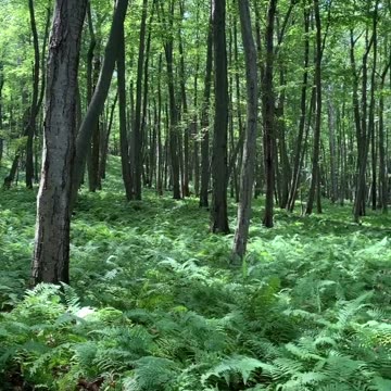 Delaware Water Gap trail sounds