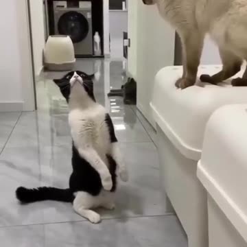 Cat funny videos comedy 😂