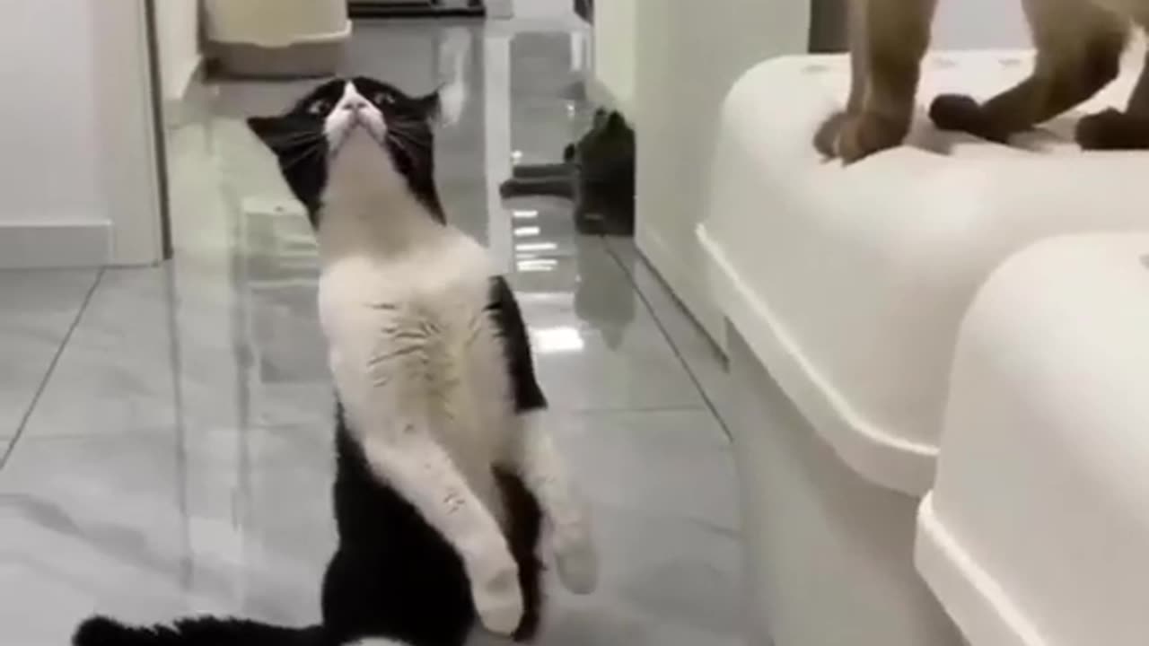 Cat funny videos comedy 😂