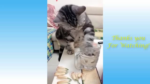 Cat Drinks Water In a Special Way