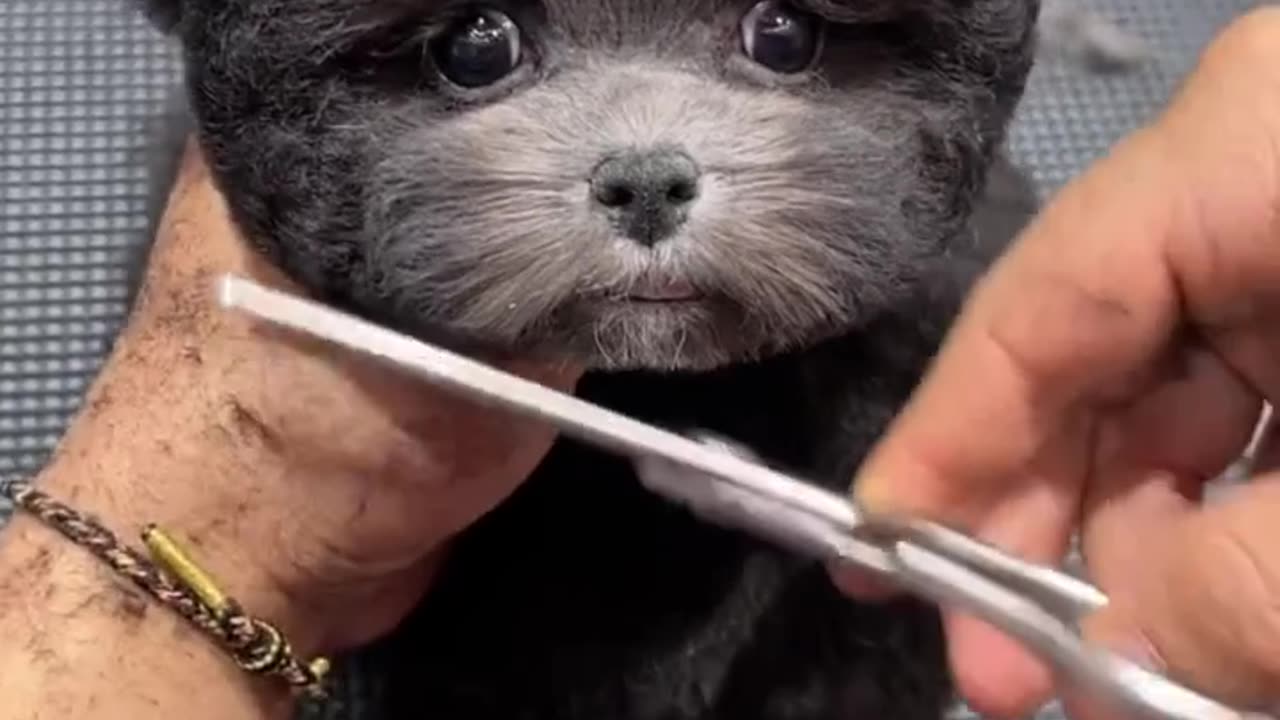 Dog haircut