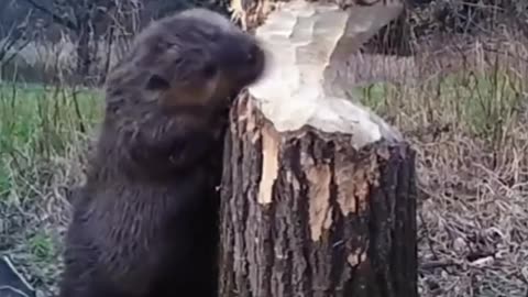 News Break: A Day at work with Admin #2.