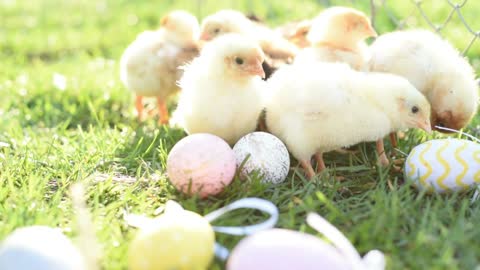 Cute Small Chicks