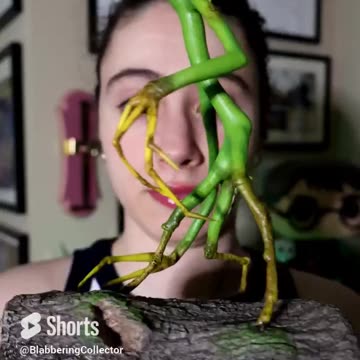 Unboxing Picket! #wizardingworldofharrypotter #newtscamender #fantasticbeasts #magicalcreatures