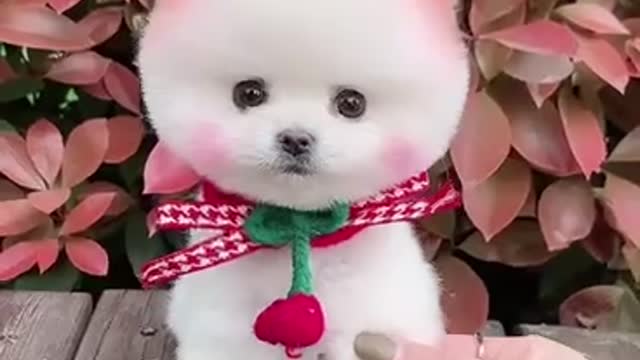 small cute pomeranian