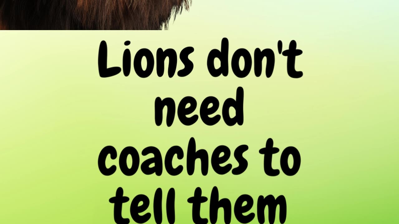 Lions don't need coaches to tell them what to eat