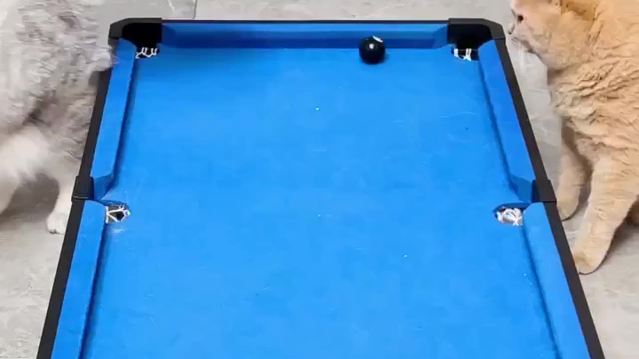 Cats playing billiards with each other