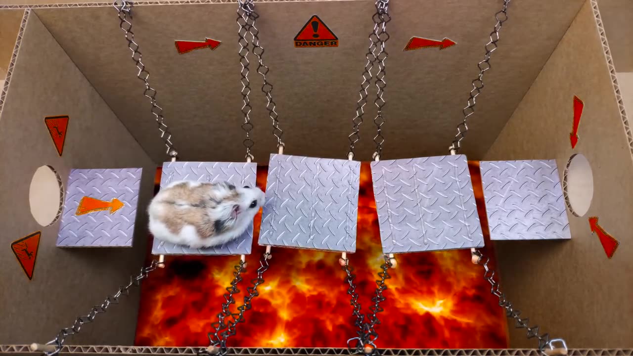 🐹Hamster escapes the awesome maze for Pets in real life 🐹 in Hamster stories Part 2