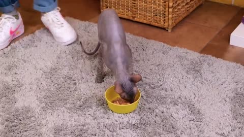 PERFECT PET GADGETS TO MAKE YOUR LIFE EASIER