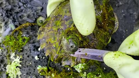 Sea turtle become kings of prey after removing millions of sea creatures and barnacles on shell4