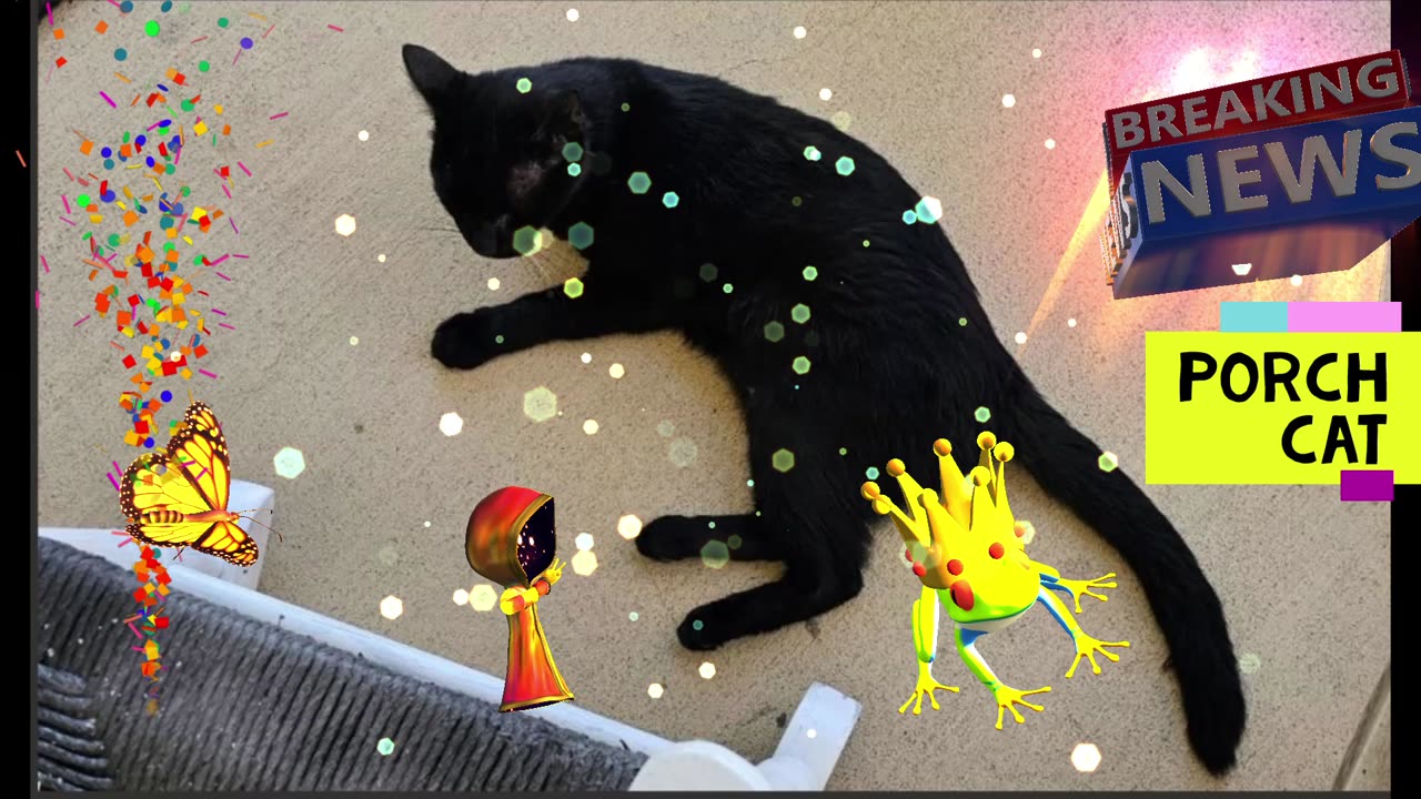 Bombay Cat Super Full Moon