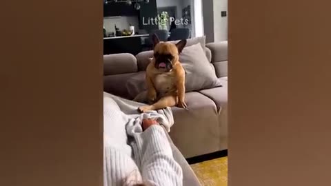 Funny pet video