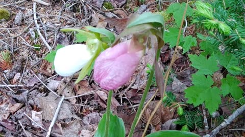 Slipper Orchids