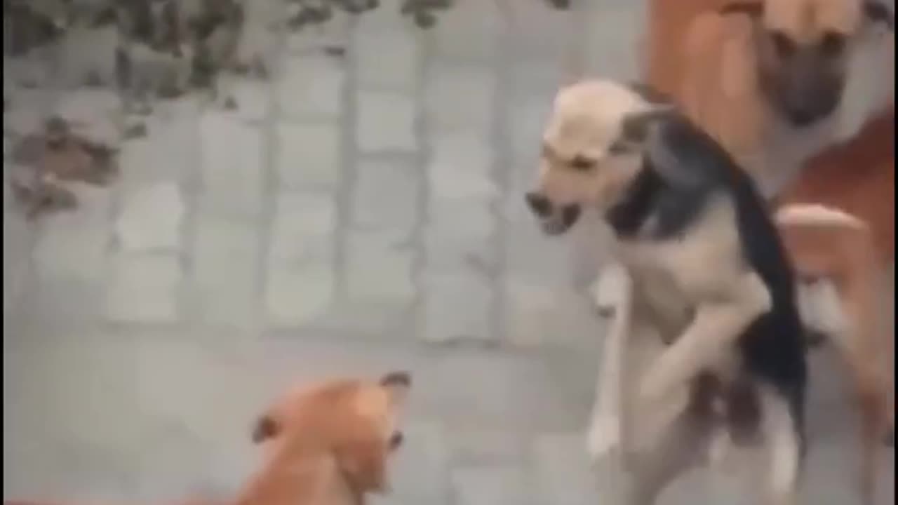 Dogs Coming Fast From Side To Side - Vía funnycatsfamilyinst