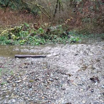 Fern Canyon from Jurassic Park