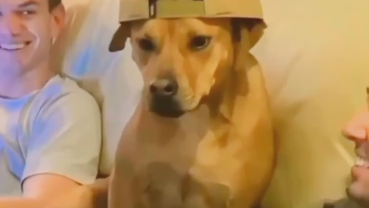 Dog wearing cap but what she doing with cap every one want to see this video 📷