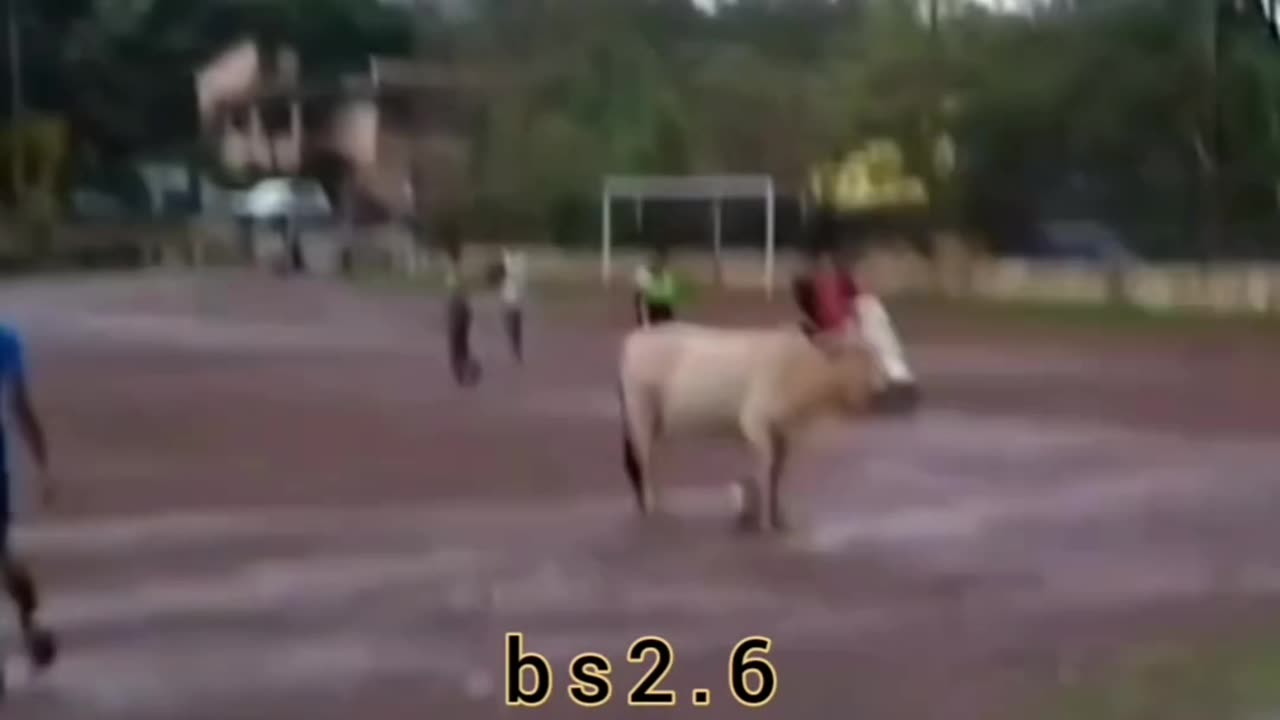 #cow #playing #football